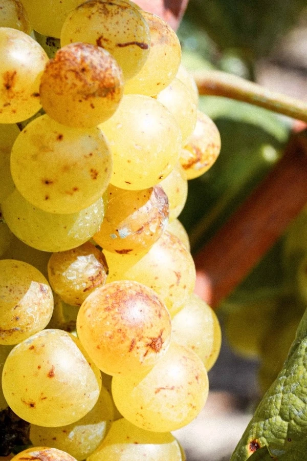 Autumn grape harvest season at Borgo Isolabella vineyards near VEDA Ayurvedic Wellness in Loazzolo, Piemonte